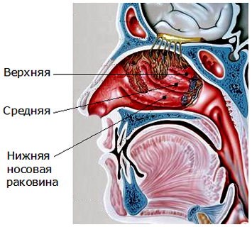 строение носа