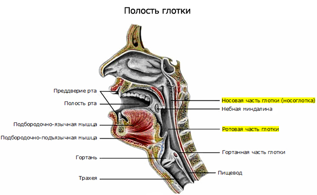 полость глотки