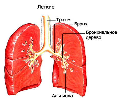 легкие