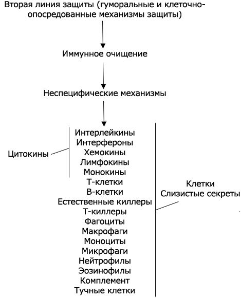 вторая линия защиты иммунитета