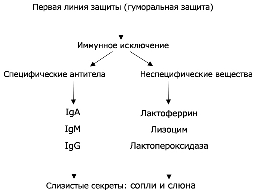 первая линия защиты иммунитета