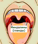 миндалины