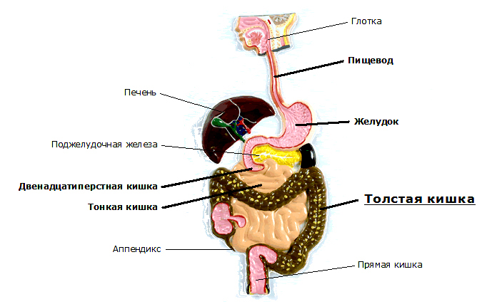 строение жкт