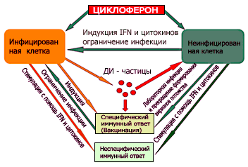 Схему работы Циклоферона