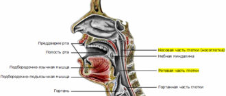 полость глотки