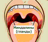 миндалины