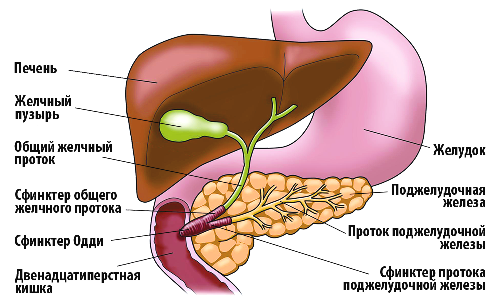 анатомия желчного пузыря и его протоков