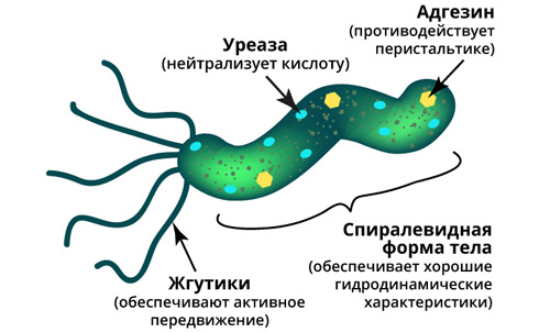 строение бактерии H. pylori