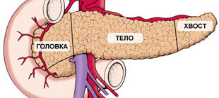 строение поджелудочной железы