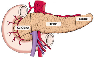 строение поджелудочной железы
