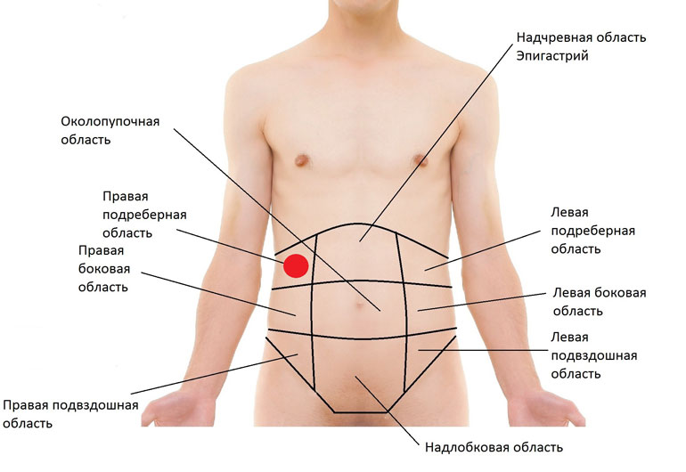 схематическое деление брюшной полости человека