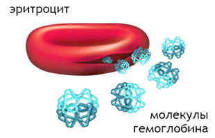 молекулы гемоглобина в эритроцитах