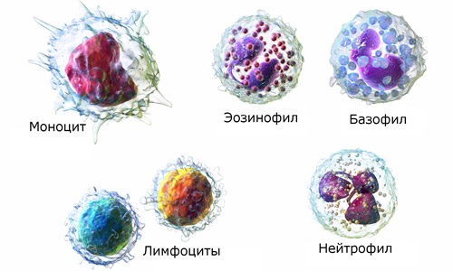 разновидность лейкоцитов