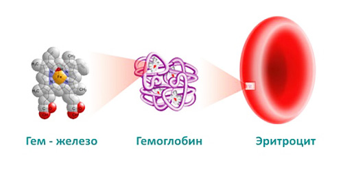 гемоглобин в крови