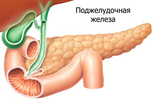 здоровая поджелудочная железа