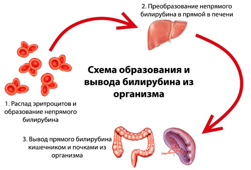 схема образования и вывода билирубина из организма