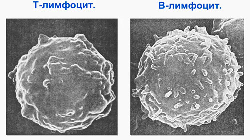 Т-лимфоцит и В-лимфоцит под микроскопом