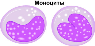 строение клеток моноцитов