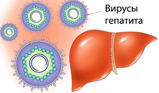 Вирусы гепатита