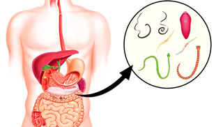 глисты в организме человека