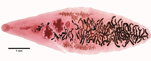 Кошачий сосальщик под микроскопом