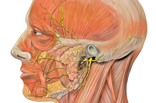 анатомия головы человека и лицевого нерва