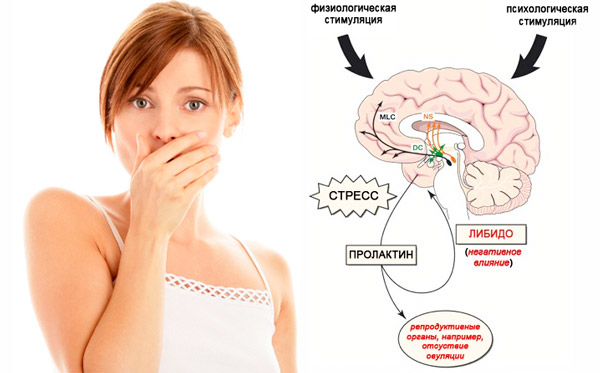 действие гормона пролактина