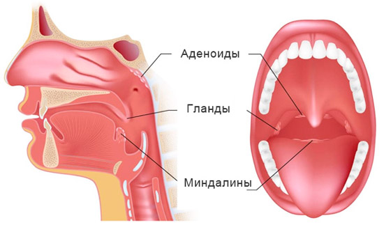 строение аденоидов у человека