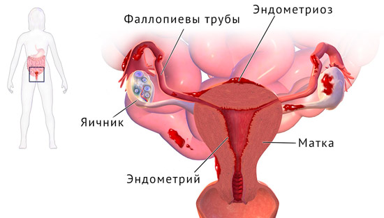 строение женских половых органов